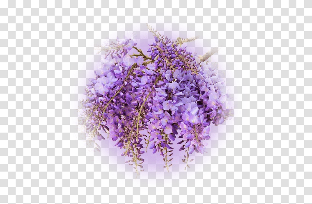 Violet, Plant, Flower, Blossom, Purple Transparent Png
