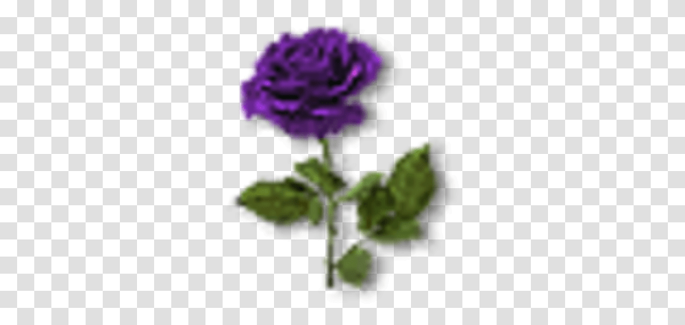 Violet Rose Rose, Plant, Flower, Blossom, Carnation Transparent Png