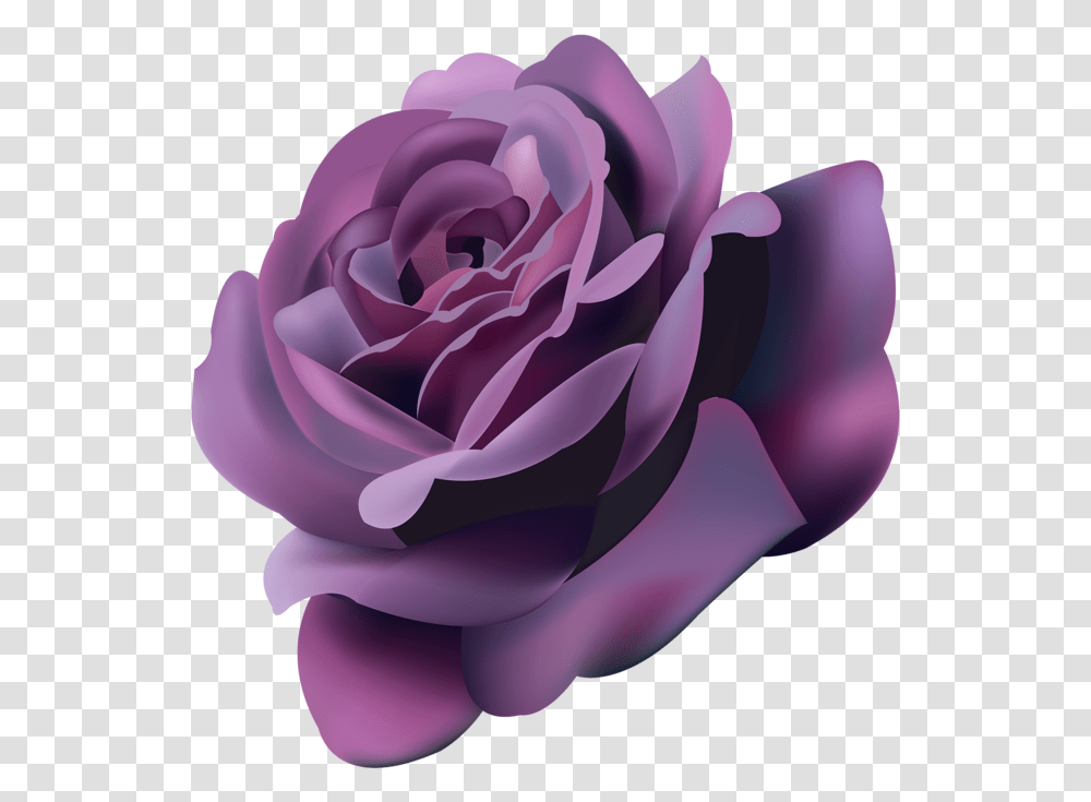 Violet Roses Violet Rose Clipart, Flower, Plant, Blossom, Petal Transparent Png