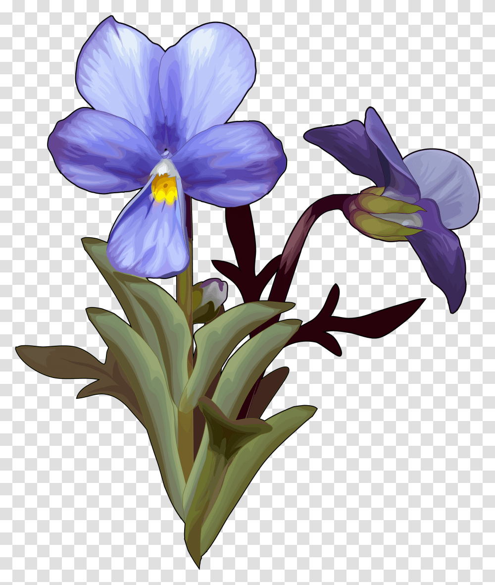 Violeta Del Teide, Iris, Flower, Plant, Blossom Transparent Png