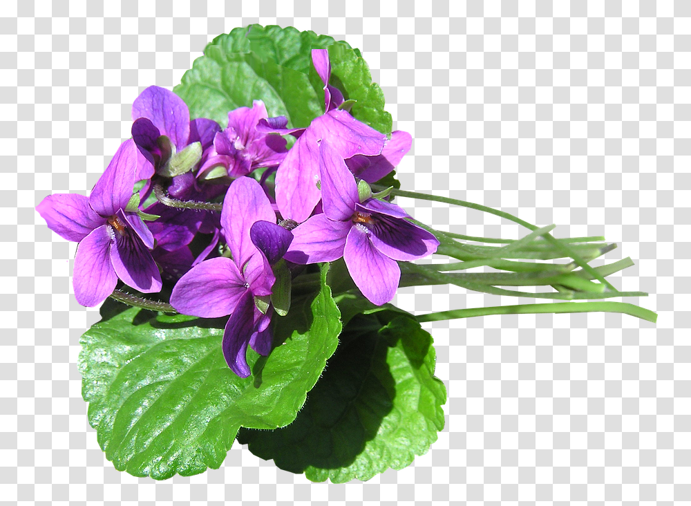 Violets 5 Image Blue Violet, Plant, Geranium, Flower, Purple Transparent Png