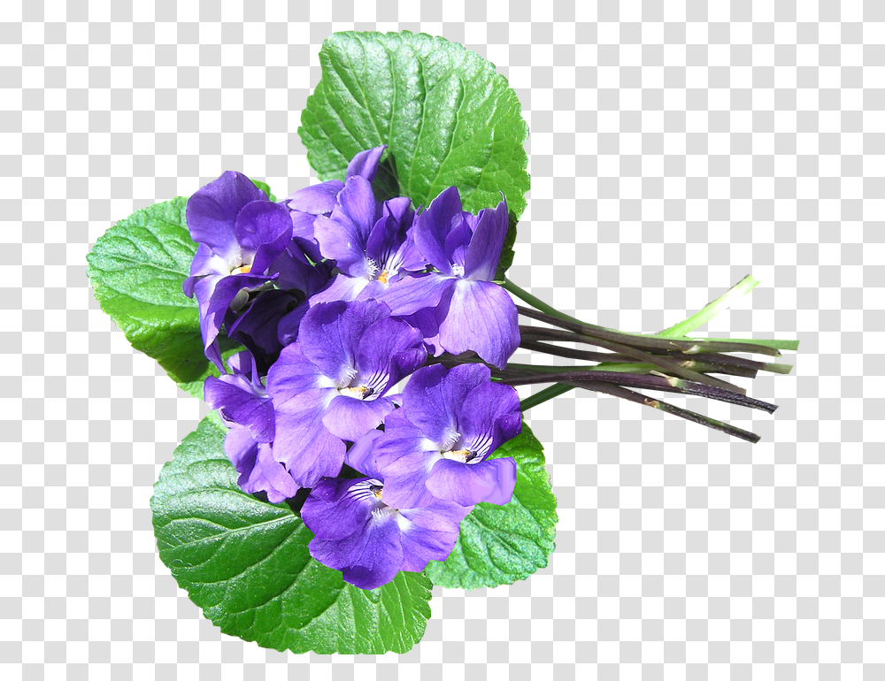 Violets Blue Perfumed Cut Primula, Geranium, Flower, Plant, Blossom Transparent Png