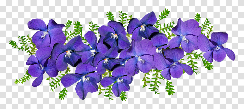 Violets Flowers Fern Arrangement Fragrant Perfume Violets, Plant, Geranium, Blossom, Iris Transparent Png
