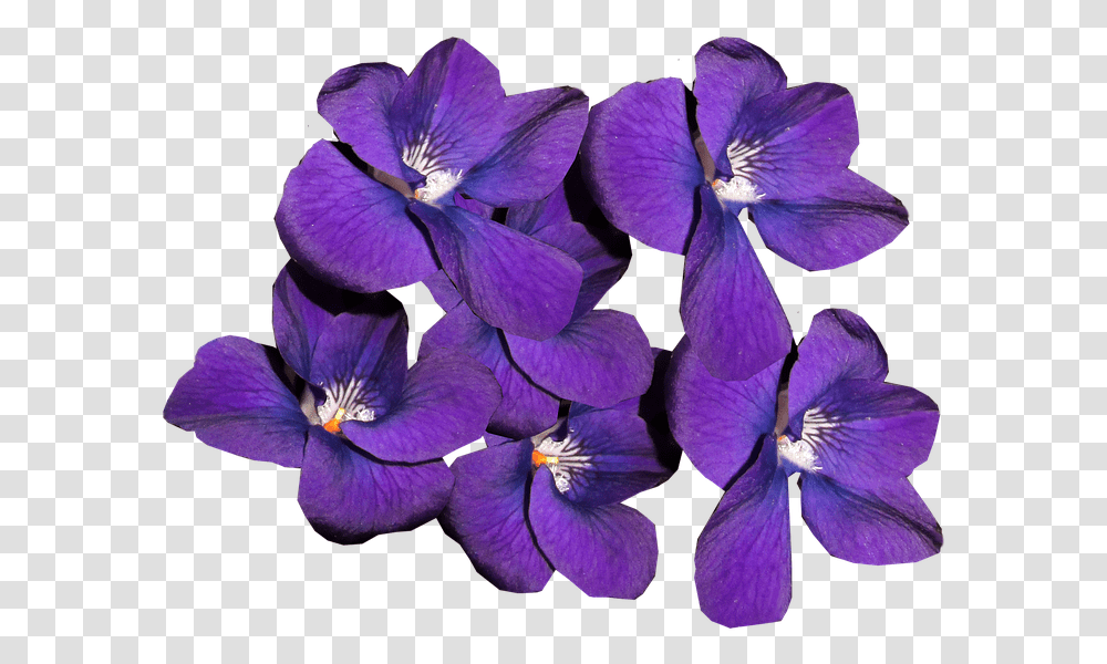 Violets Flowers Winter Blooms Perfume Fragrant Fialki, Geranium, Plant, Blossom, Purple Transparent Png