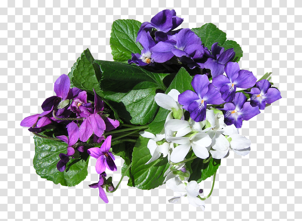 Violets Mixed Colors Perfumed, Plant, Geranium, Flower, Blossom Transparent Png