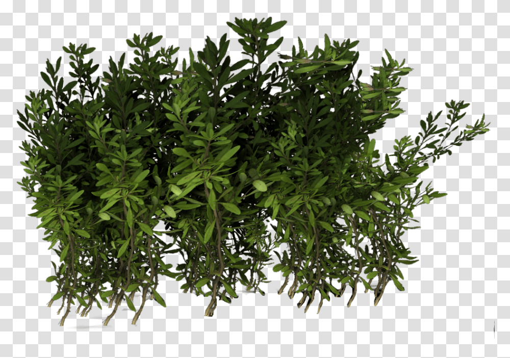 Violets Narsian Hedge Portable Network Graphics, Plant, Vegetation, Vase, Jar Transparent Png
