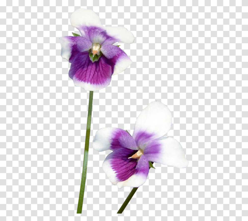 Violets Purple Flowers Flower Freetoedit Flower, Plant, Blossom, Iris, Orchid Transparent Png