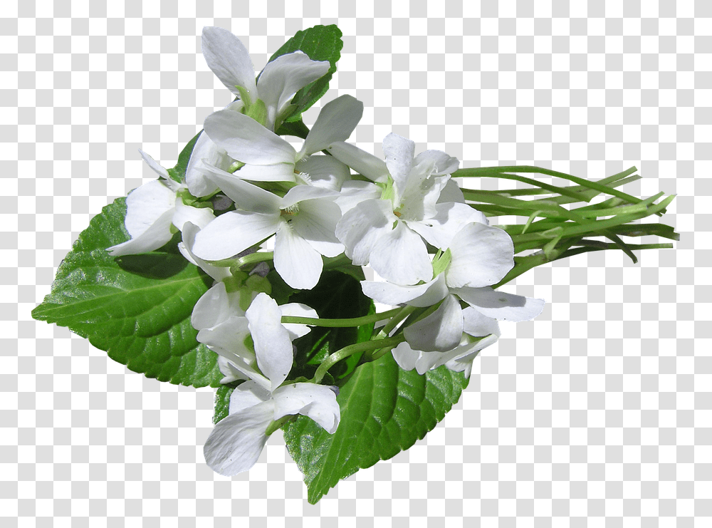 Violets White Perfumed Hydrangea, Plant, Flower, Blossom, Acanthaceae Transparent Png