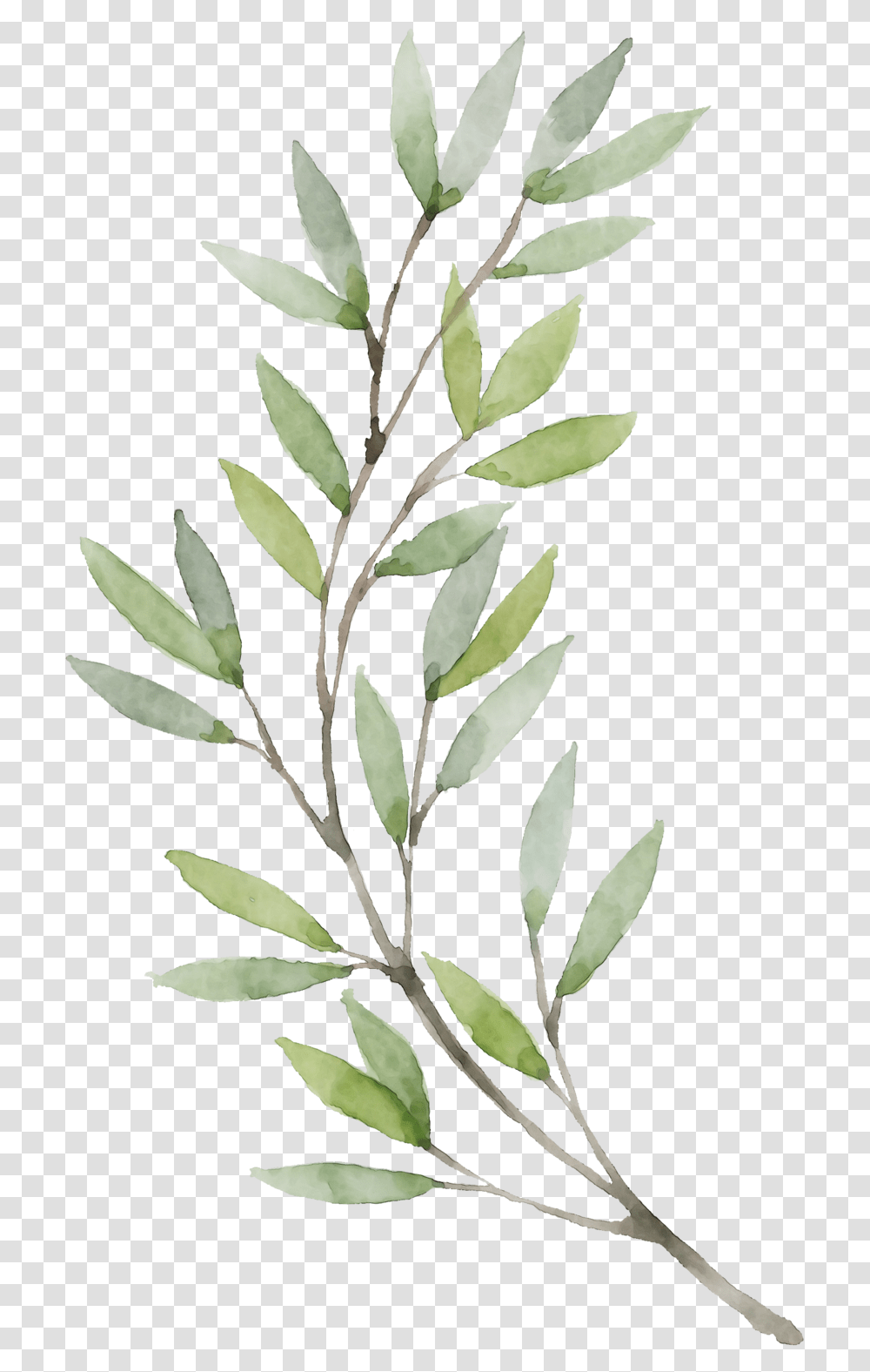 Violin Watercolor Watercolor Olive Leaf, Plant, Flower, Blossom, Tree Transparent Png