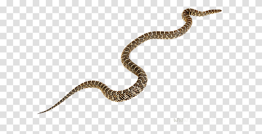 Viper Clipart Snake, Reptile, Animal, Rattlesnake Transparent Png