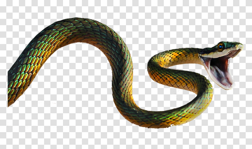 Viper Snake 5d Snake, Reptile, Animal, Green Snake Transparent Png