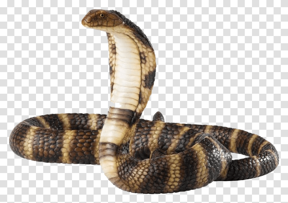 Viper Snake Cobra, Reptile, Animal Transparent Png