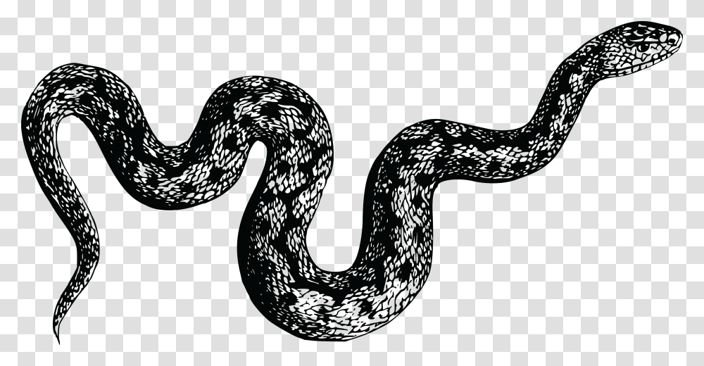 Viper Snake Photo Snake, Smoke Pipe, Reptile, Animal Transparent Png