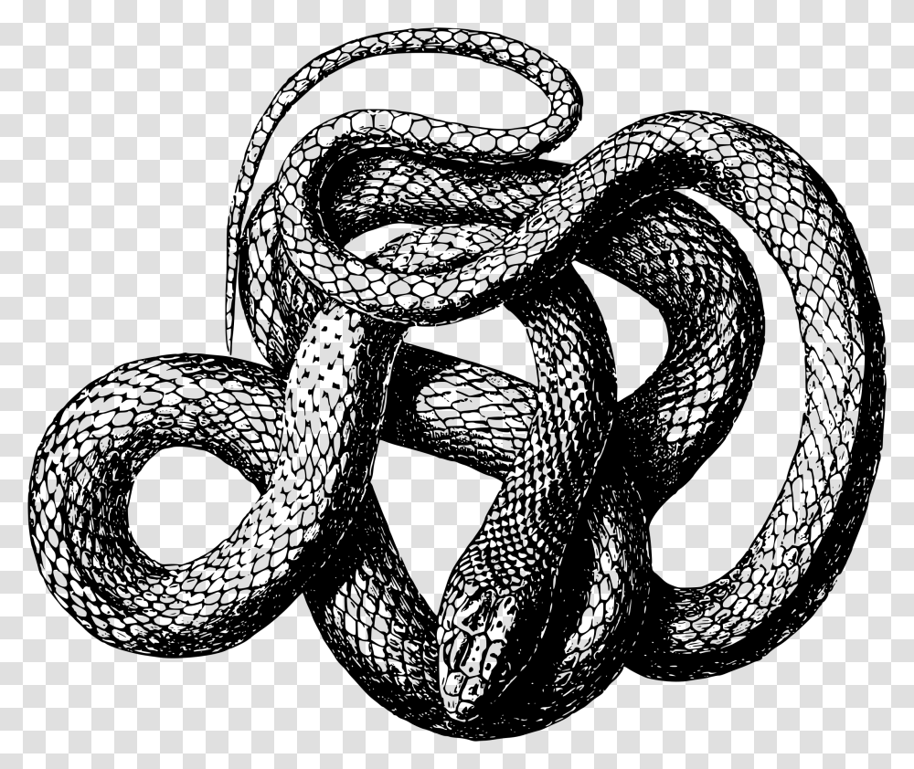 Viper Snake Snake Black And White, Gray, World Of Warcraft Transparent Png