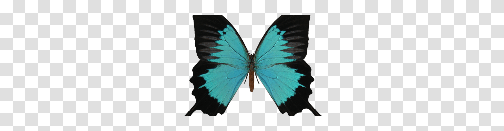 Virgen De Guadalupe Vector Image, Butterfly, Insect, Invertebrate, Animal Transparent Png