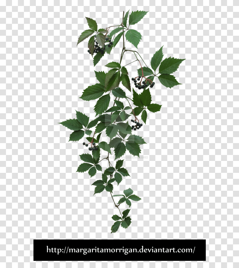 Virginia Creeper, Leaf, Plant, Tree, Vine Transparent Png