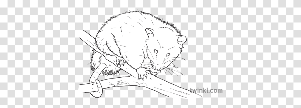 Virginia Opossum North Carolina Symbols Animal Marsupial Line Art, Mammal, Wildlife, Rodent Transparent Png