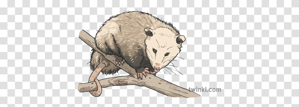 Virginia Opossum North Carolina Symbols Opossum In Carolinian Woodlands, Mammal, Animal, Wildlife, Bird Transparent Png