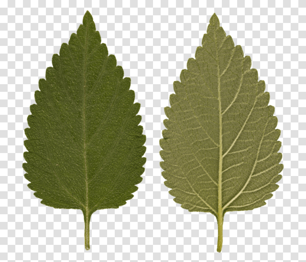 Virus Agario, Leaf, Plant, Veins, Pattern Transparent Png