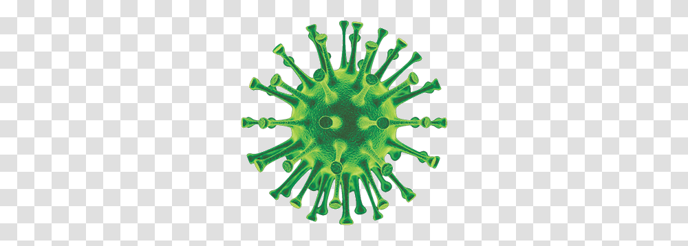 Virus, Animal, Sea Life, Plant, Invertebrate Transparent Png