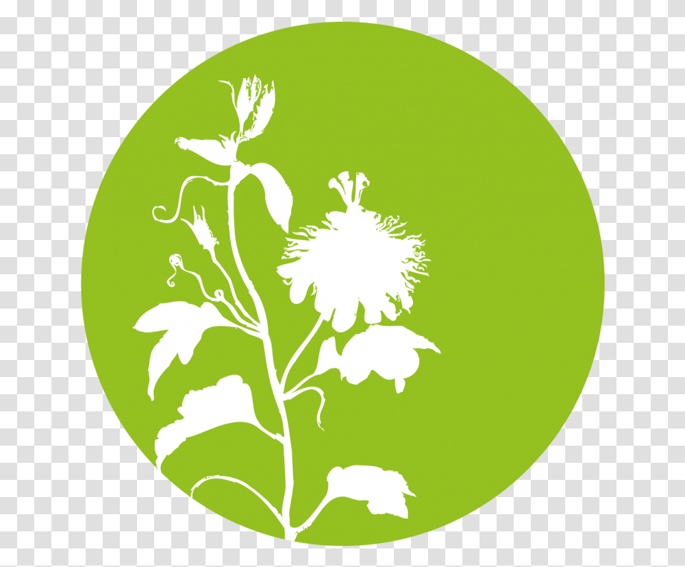 Viscum Album L Andrographis Paniculata Icon, Tennis Ball, Sport, Sports, Green Transparent Png