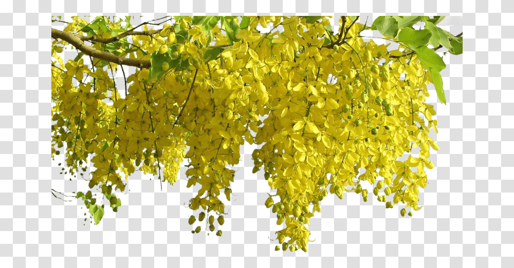 Vishu, Plant, Flower, Blossom, Mimosa Transparent Png