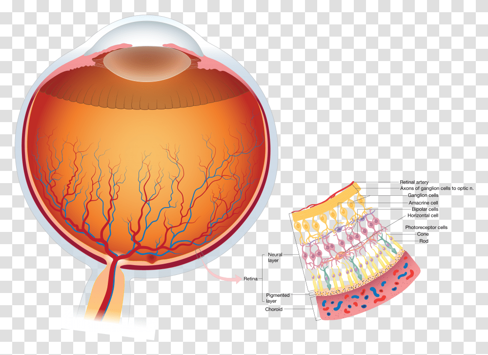 Vision Insights - Eye Anatomy Light Incident On Retina, Lamp, Crayon, Glass, Text Transparent Png