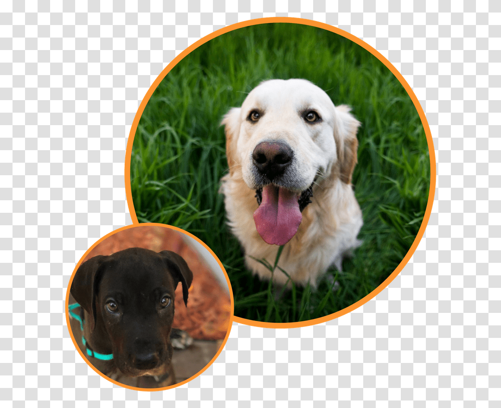 Vision Of Dog, Pet, Canine, Animal, Mammal Transparent Png