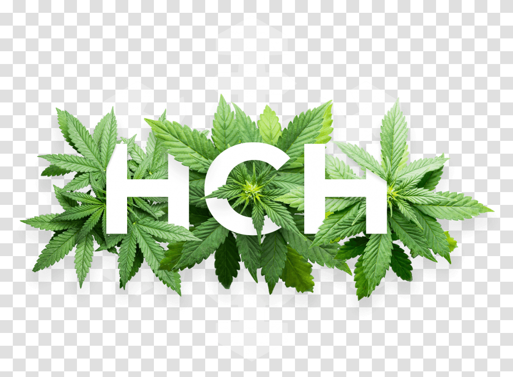 Visit Our Marijuana Dispensary Today And Pick Your Own Bud Flower Hemp Seed Oil Label Design, Potted Plant, Vase, Jar, Pottery Transparent Png