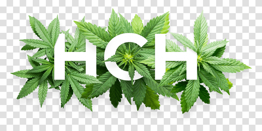 Visit Our Marijuana Dispensary Today And Pick Your Own Bud Hch Cannabis, Leaf, Plant, Potted Plant, Vase Transparent Png