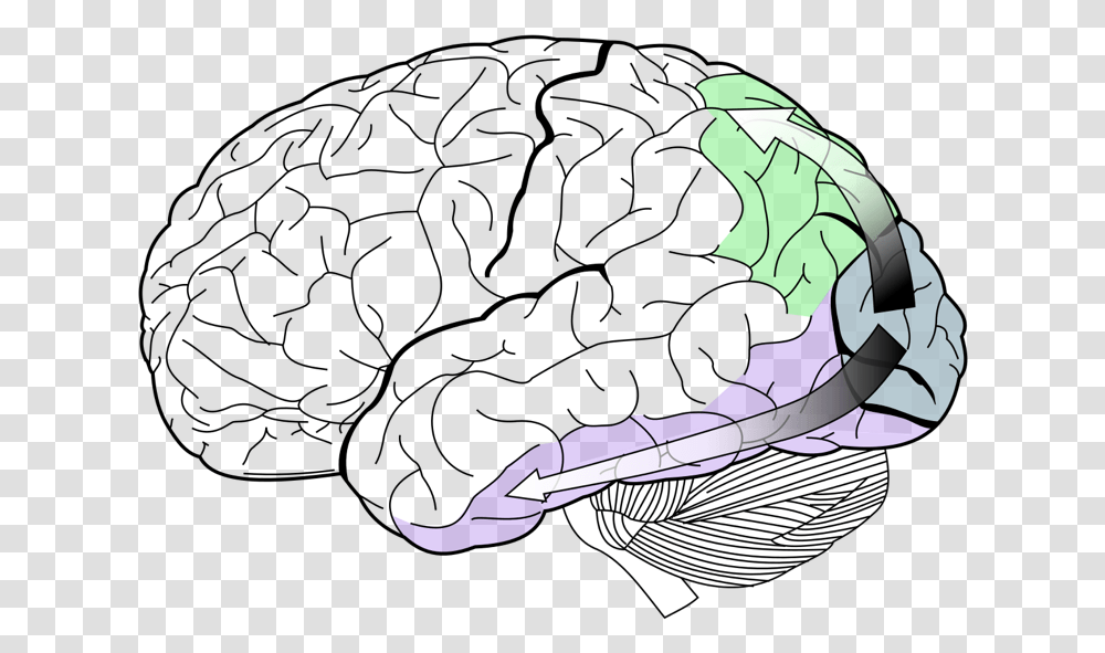 Visual Perception Queensland Brain Institute University Does Your Brain Look Like, Comics, Book, Manga, Person Transparent Png