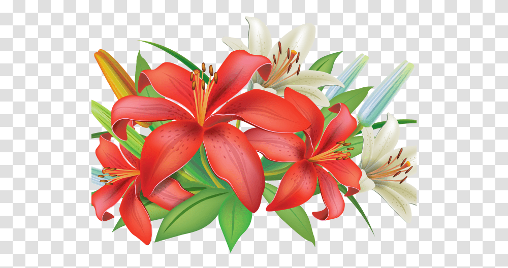 Vitannya Z Dnem Kooperatora, Plant, Flower, Blossom, Lily Transparent Png