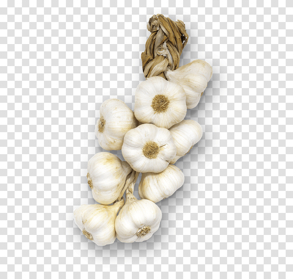 Vitlk Knippe, Plant, Vegetable, Food, Garlic Transparent Png