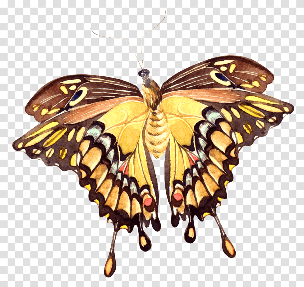 Vivid Butterfly Papilio Machaon, Insect, Invertebrate, Animal, Chandelier Transparent Png