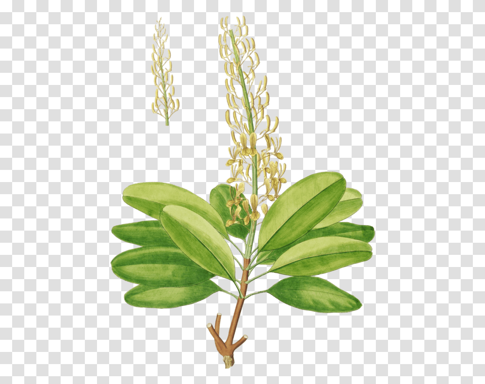 Vochysia Lehmannii, Plant, Flower, Blossom, Acanthaceae Transparent Png