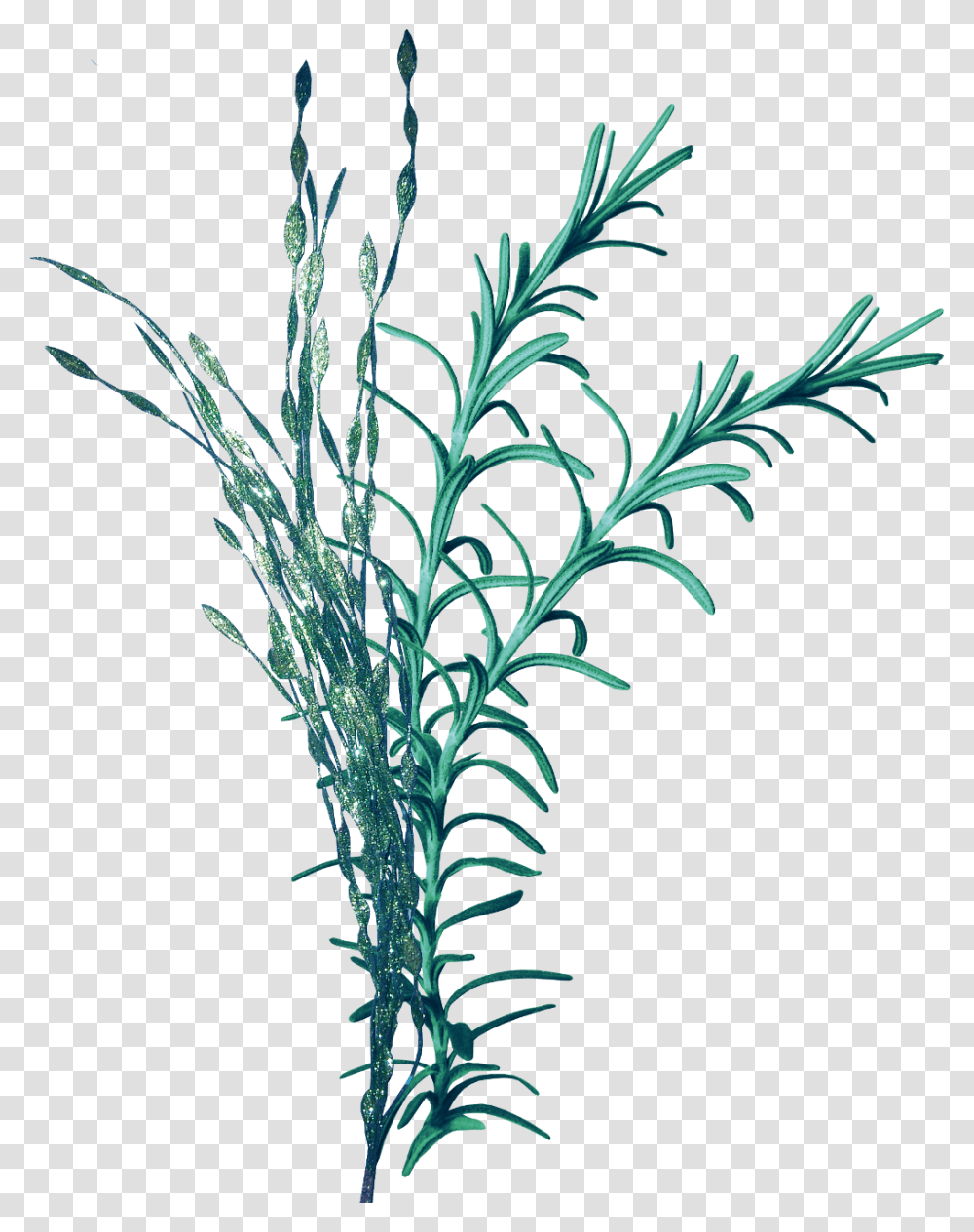 Vodorosli Na Prozrachnom Fone, Plant, Flower, Grass, Leaf Transparent Png
