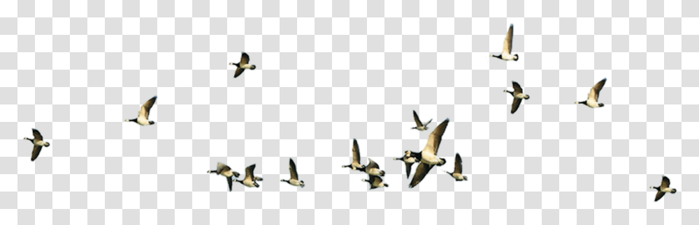 Vol Oiseaux Geese Flying, Bird, Animal, Mammal, Bat Transparent Png