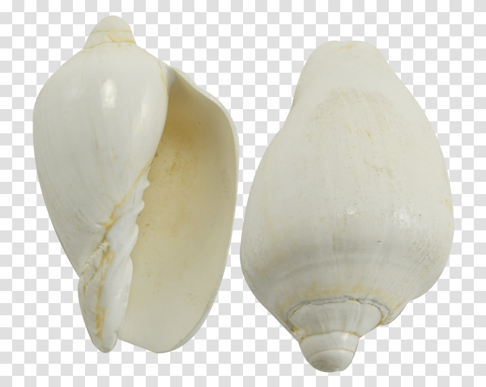 Voluta Nobilis White Seashell 3 4 White Sea Shell, Invertebrate, Sea Life, Animal, Conch Transparent Png