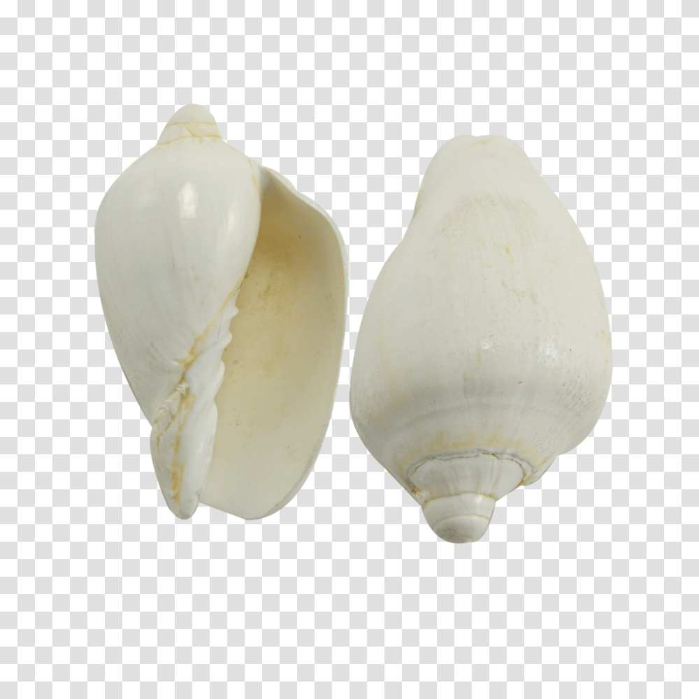 Voluta Nobilis White Seashell, Lamp, Sea Life, Animal, Clam Transparent Png