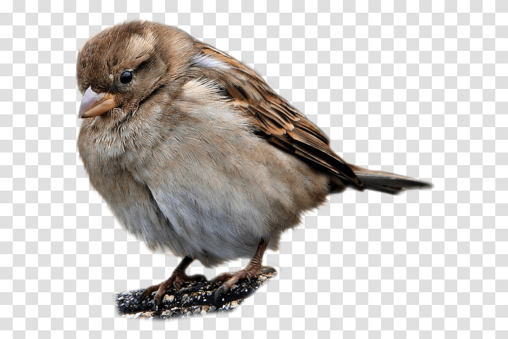 Vorobej Klipart Na Prozrachnom Fone, Sparrow, Bird, Animal, Beak Transparent Png