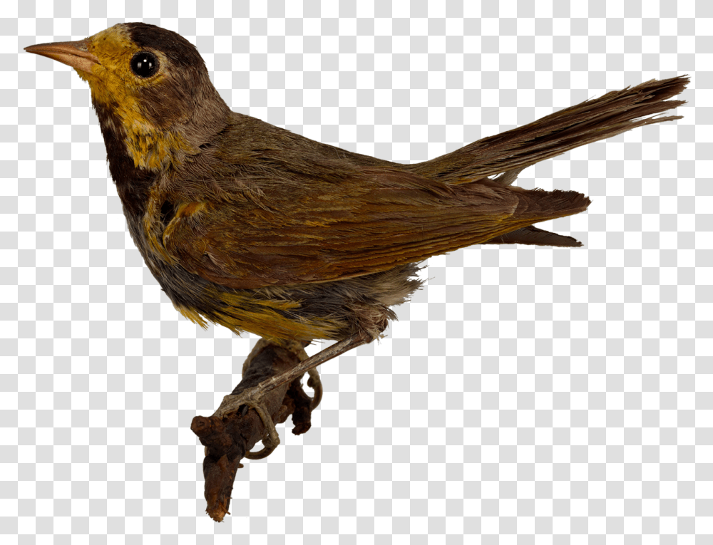 Vorobej Ptica, Bird, Animal, Finch, Canary Transparent Png