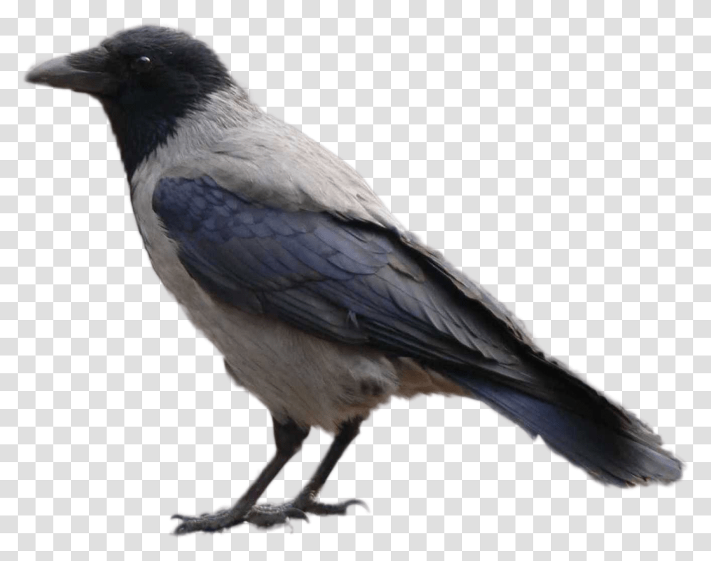 Vorona Sira, Bird, Animal, Jay, Crow Transparent Png