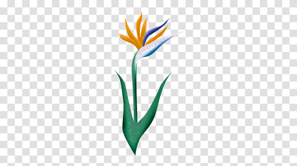Vremia Leta, Plant, Flower, Blossom, Tulip Transparent Png