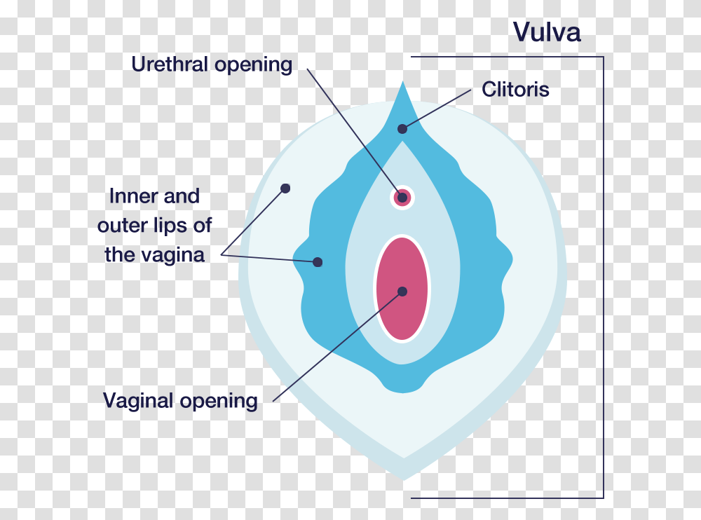 Vula Of The Vagina, Diagram, Plot, Path Transparent Png