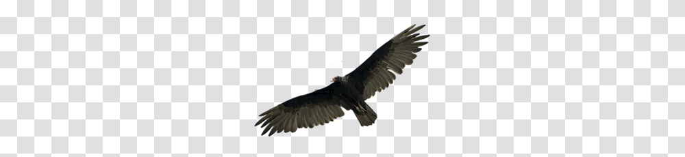 Vulcher Vulcher Images, Vulture, Bird, Animal, Condor Transparent Png