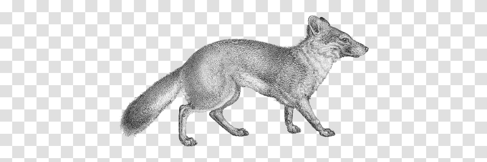 Vulpes Littoralis Gray Fox No Background, Coyote, Mammal, Animal, Wolf Transparent Png