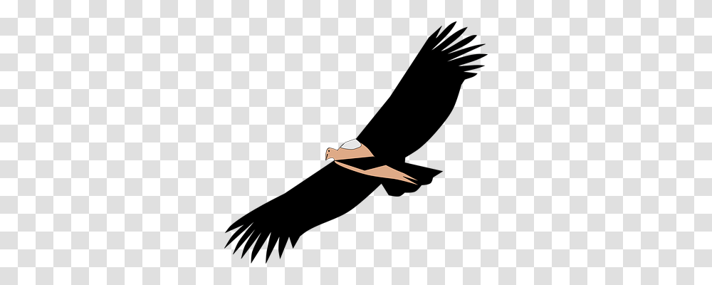 Vulture Animals, Airplane Transparent Png