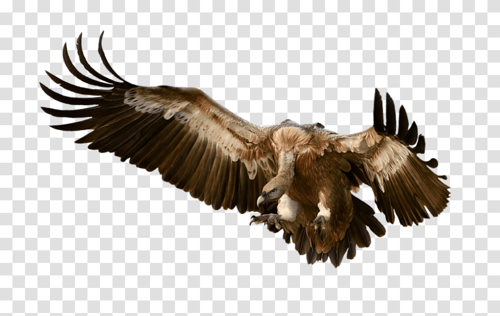 Vulture 960, Animals, Bird, Condor, Flying Transparent Png