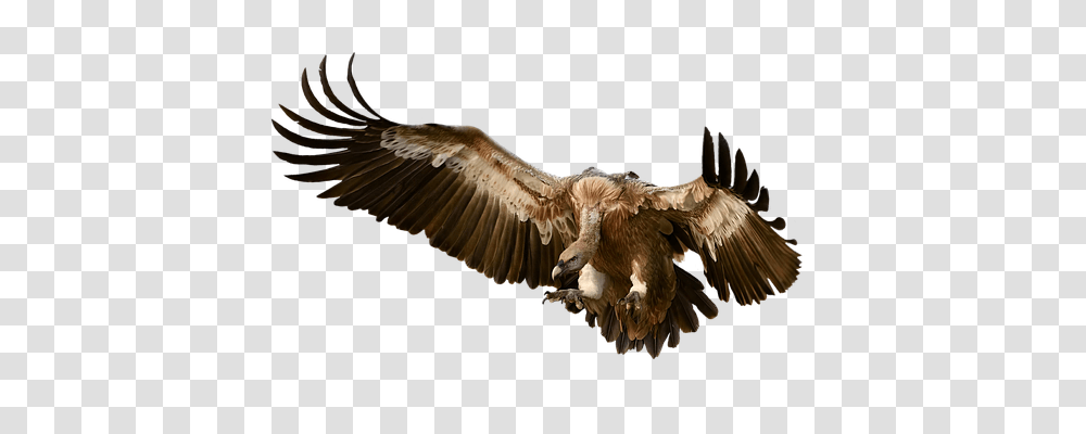 Vulture Nature, Bird, Animal, Condor Transparent Png