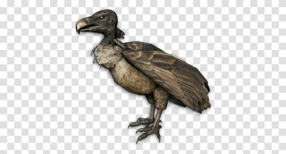 Vulture 3 Image Vulture, Dodo, Bird, Animal, Turtle Transparent Png
